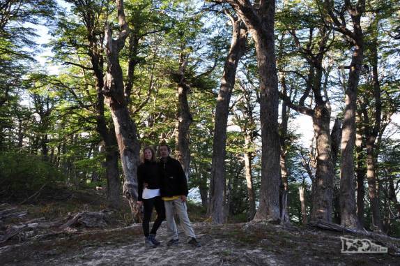 Trecho de bosque da trilha que leva ao cume do Cerro Falkner, no Parque Lanin, na região de San Martín de Los Andes, na Argentina